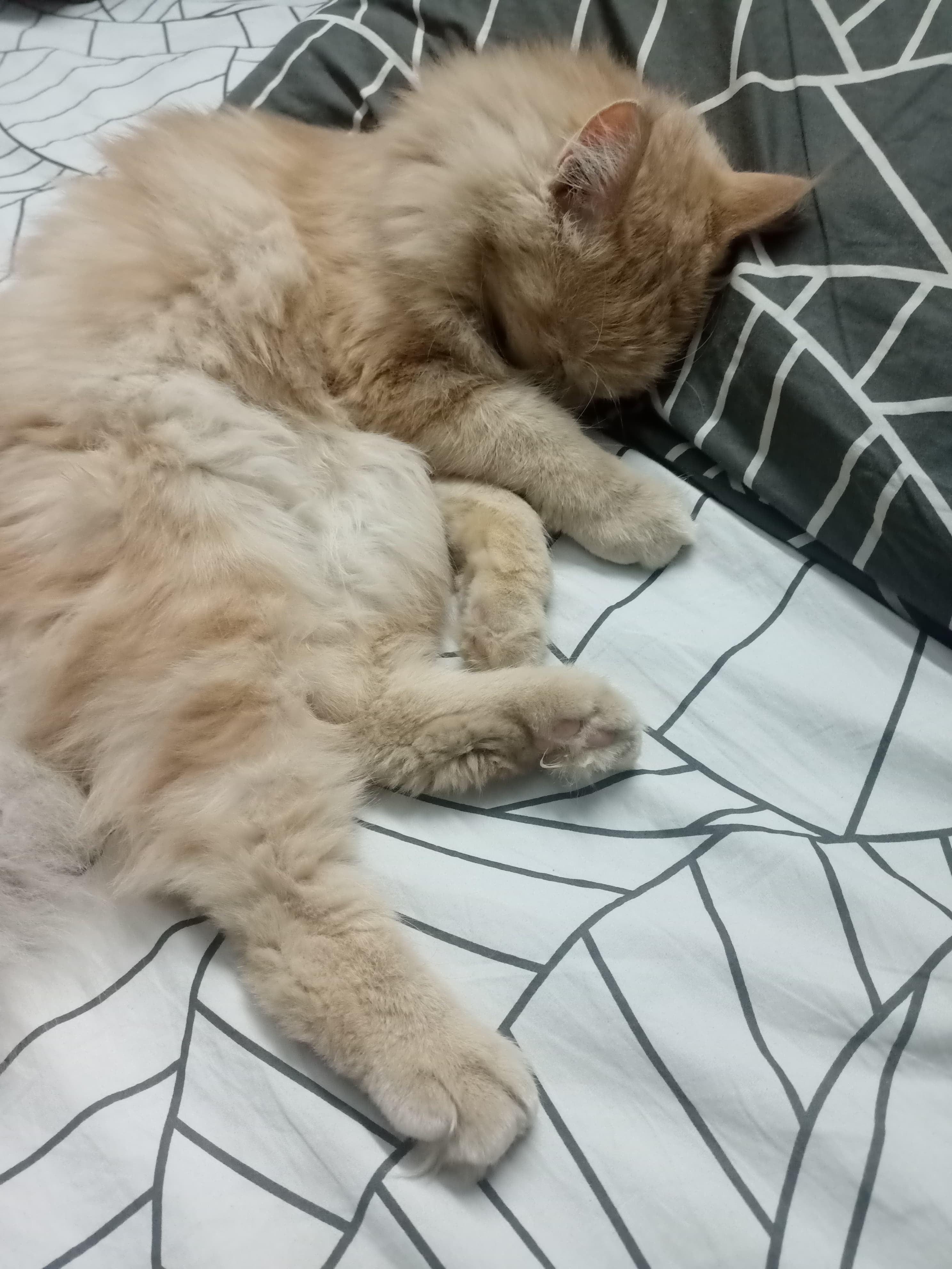 Zeus - Our Beloved Cat